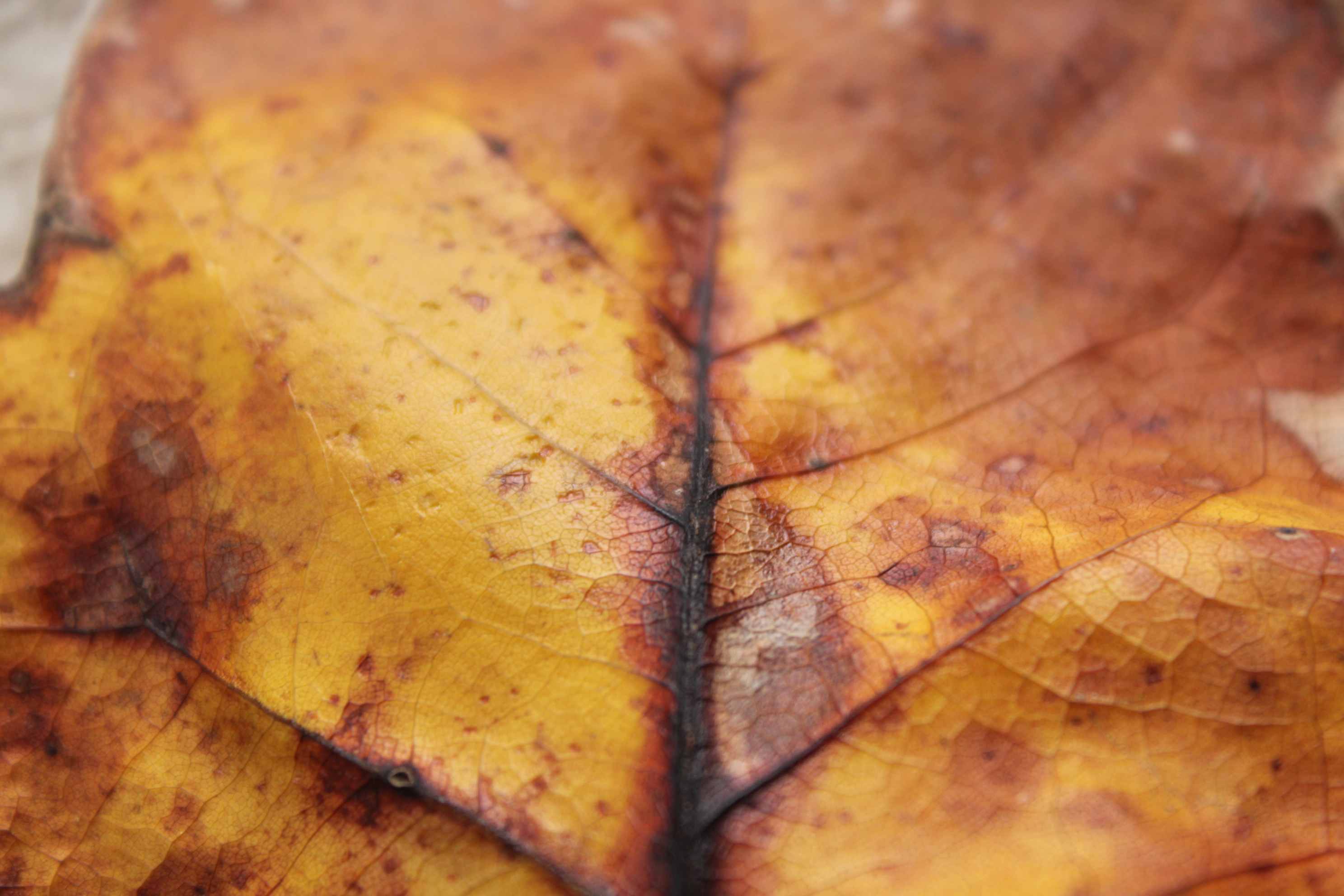 Leaf